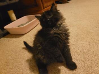 MALTESE FALCON -  Domestic Short Hair Cat for Adoption in Omaha, Nebraska - MALTESE FALCON | PetCurious