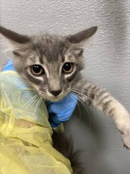 CATRICK -  Domestic Short Hair Cat for Adoption in Las Vegas, Nevada - CATRICK | PetCurious