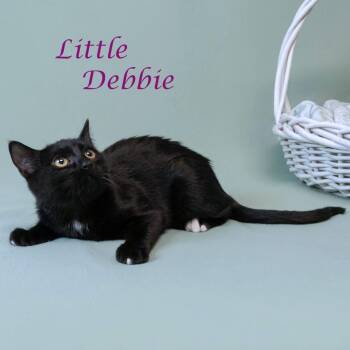 Domestic Short Hair Cats Available for Adoption in Lebanon, Tennessee - Little Debbie C26-112 | PetCurious