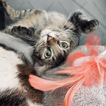 Domestic Short Hair Cats Available for Adoption - Tom | PetCurious