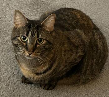 Rescue Domestic Short Hair Cats for Adoption in Mount Laurel Township, New Jersey - Dame Country Club | PetCurious