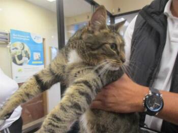 BIG BOY -  Domestic Short Hair Cat for Adoption in Ocala, Florida - BIG BOY | PetCurious