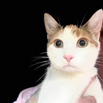 Rescue Domestic Short Hair Cats for Adoption in Portage, Michigan - Ice Cream | PetCurious