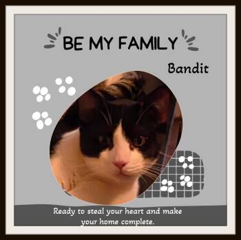 Meet Bandit - He