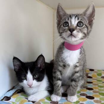 Kevin (bonded w/ Keiko) -  Domestic Short Hair Cat for Adoption in Oakland, California - Kevin (bonded W/ Keiko) | PetCurious