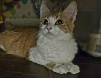 Kiki Alani -  Tabby and Domestic Medium Hair Cat for Adoption in Chandler, Arizona - Kiki Alani | PetCurious