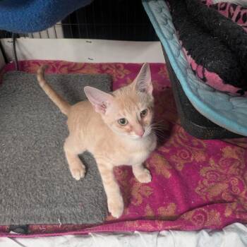Motrin -  Domestic Short Hair Cat for Adoption in Port Richey, Florida - Motrin | PetCurious