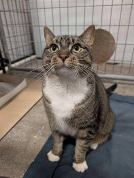 Seraphina -  Domestic Short Hair Cat for Adoption in Columbus, Ohio - Seraphina | PetCurious