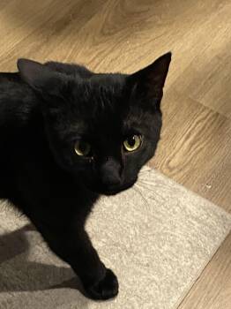 Courtesy Listing-Salem -  Domestic Short Hair Cat for Adoption in Carthage, North Carolina - Courtesy Listing-Salem | PetCurious