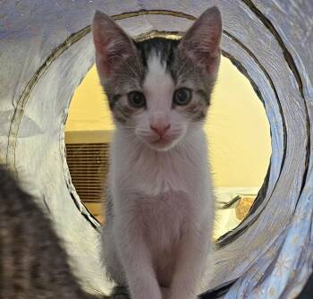 Domestic Short Hair Cats Available for Adoption in Ben Avon, Pennsylvania - KIT | PetCurious