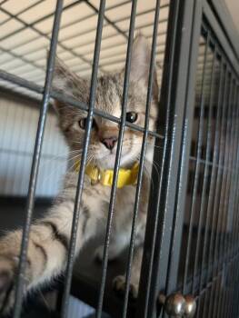 Koopa (Yellow Collar) -  Domestic Short Hair Cat for Adoption in Minot, North Dakota - Koopa (Yellow Collar) | PetCurious