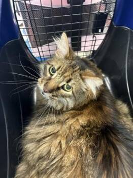 Domestic Short Hair Cats Available for Adoption in Morristown, New Jersey - Wolfie | PetCurious