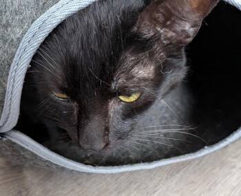 Domestic Short Hair Cats Available for Adoption in Gorham, Maine - Tyson | PetCurious
