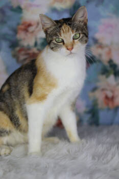 Rescue Domestic Short Hair Cats for Adoption in Lewisburg, Tennessee - May | PetCurious