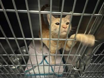 MACE -  Domestic Short Hair Cat for Adoption in Antioch, California - MACE | PetCurious