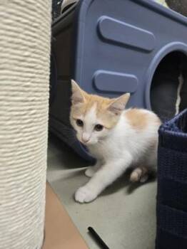 Fuzzy Lumpkins -  Domestic Short Hair Cat Available for Adoption in Savannah, Georgia - Fuzzy Lumpkins | PetCurious