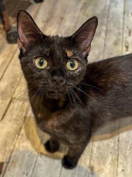 Turtle -  Tortoiseshell Cat for Adoption in Pompano Beach, Florida - Turtle | PetCurious