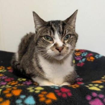 Axle -  Domestic Short Hair Cat for Adoption in Rochester, Minnesota - Axle | PetCurious
