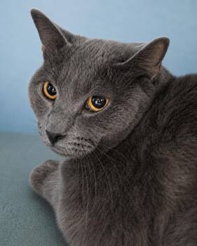 Phantom -  Domestic Short Hair Cat for Adoption in Lincoln, Nebraska - Phantom | PetCurious