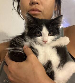 DJ (pre-adoption) -  Domestic Long Hair and Himalayan Cat for Adoption in Norco, California - DJ (pre-adoption) | PetCurious