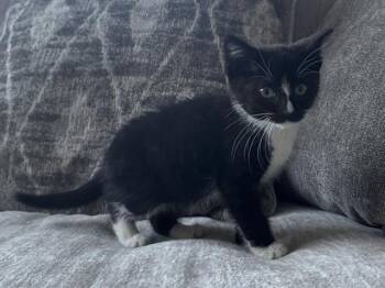 PETER -  Domestic Short Hair Cat for Adoption in Palo Alto, California - PETER | PetCurious
