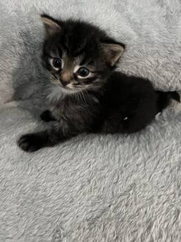 Menelaus -  Domestic Short Hair Cat for Adoption in Trenton, New Jersey - Menelaus | PetCurious