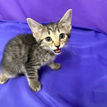 Gemma -  Domestic Short Hair Cat for Adoption in North Myrtle Beach, South Carolina - Gemma | PetCurious
