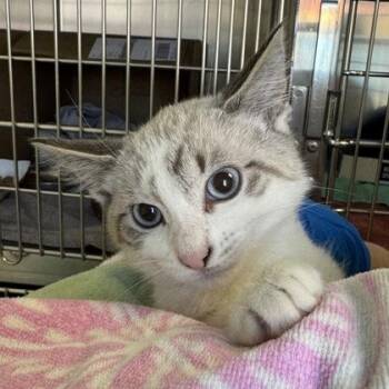 Gus -  Domestic Short Hair Cat for Adoption in Richmond, Virginia - Gus | PetCurious