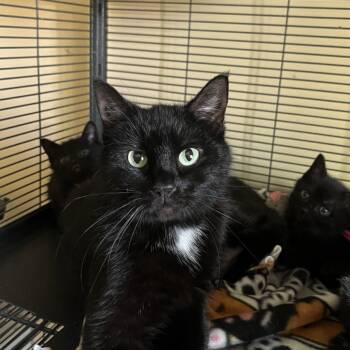 Rescue Domestic Short Hair Cats for Adoption in Medina, Ohio - Snowbell | PetCurious