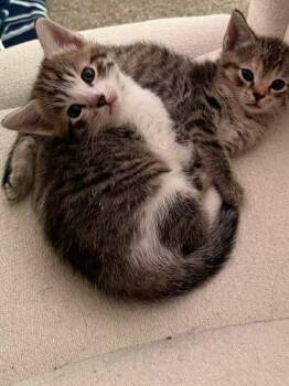 KITTENS -  Domestic Short Hair Cat for Adoption in Seymour, Indiana - KITTENS | PetCurious