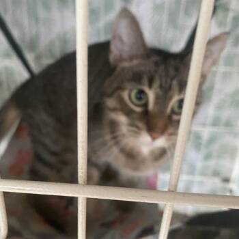 Rescue Domestic Short Hair Cats for Adoption in Stamford, Connecticut - Candy- Sweet 5 Month Old Kitten Looking For Love | PetCurious