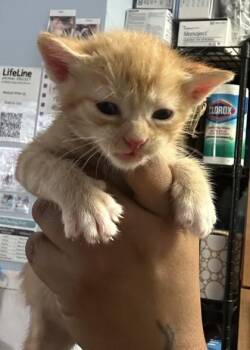Shiitake- Red -  Domestic Short Hair Cat for Adoption in Chamblee, Georgia - Shiitake- Red | PetCurious