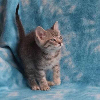 Gandalf (52879) -  Domestic Short Hair Cat Available for Adoption in Eureka, California - Gandalf (52879) | PetCurious