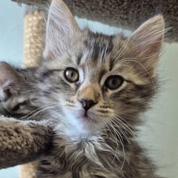 Domestic Short Hair Cats Available for Adoption in Tioga, Pennsylvania - Snugglebug | PetCurious