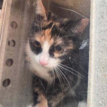 Domestic Short Hair Cats Available for Adoption in Philadelphia, Pennsylvania - Star Fire | PetCurious