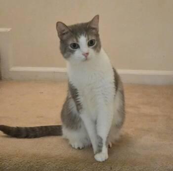 Edward & Eleanor *BONDED* -  Domestic Long Hair Cat for Adoption in Herndon, Virginia - Edward & Eleanor *BONDED* | PetCurious