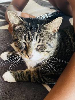 Rescue Domestic Short Hair Cats for Adoption in Hoboken, New Jersey - Blondie | PetCurious