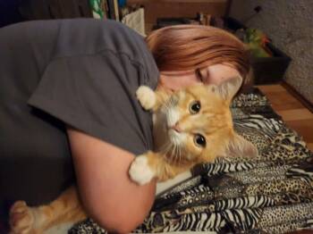 Rescue Domestic Short Hair Cats for Adoption in Mount Pleasant, Texas - Knight | PetCurious