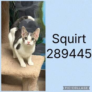 SQUIRT -  Domestic Short Hair Cat for Adoption in Macon, Georgia - SQUIRT | PetCurious