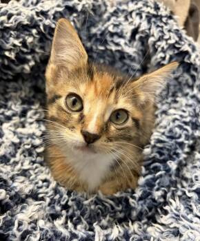 Minneola -  American Shorthair Cat for Adoption in Tampa, Florida - Minneola | PetCurious