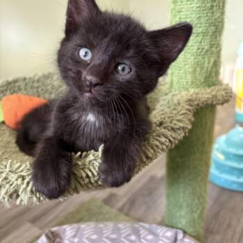 Twister -  Domestic Short Hair Cat for Adoption in Geneseo, Illinois - Twister | PetCurious