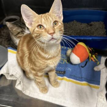 Rescue Domestic Short Hair Cats for Adoption in La Grange Park, Illinois - Jack | PetCurious