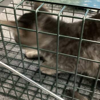 Harwell 2 -  Domestic Short Hair Cat for Adoption in Montgomery, Alabama - Harwell 2 | PetCurious
