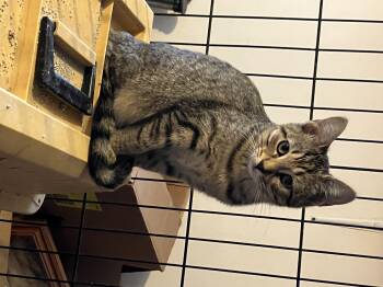 Rescue Domestic Short Hair Cats for Adoption in Uvalde, Texas - Courtesy Kitties | PetCurious