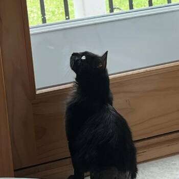 Chasnoff -  Domestic Medium Hair Cat for Adoption in Baltimore, Maryland - Chasnoff | PetCurious