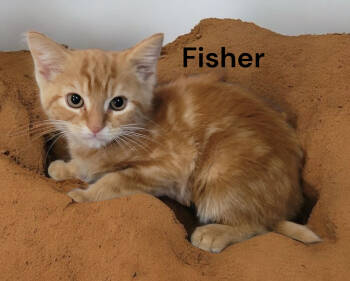Rescue Tabby Cats for Adoption in Weems, Virginia - Fisher | PetCurious
