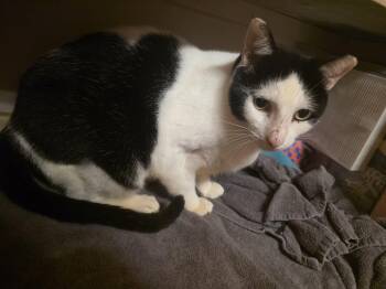 Rescue Domestic Short Hair Cats for Adoption in Maitland, Florida - Johnny | PetCurious