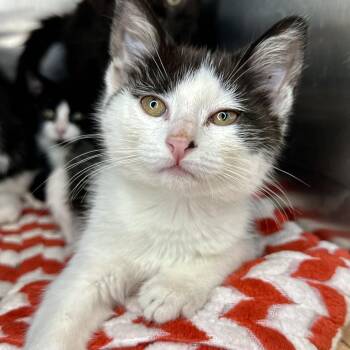 Noah -  Domestic Short Hair Cat for Adoption in Matteson, Illinois - Noah | PetCurious