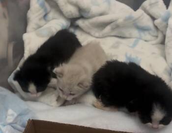 Domestic Short Hair Cats Available for Adoption - Trace | PetCurious