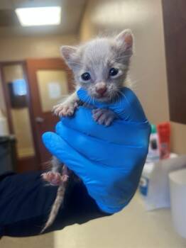 Rescue Domestic Short Hair Cats for Adoption in Thousand Palms, California - STEWART LITTLE | PetCurious